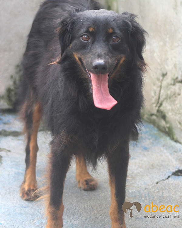 Dandy-Balsa - 05 anos