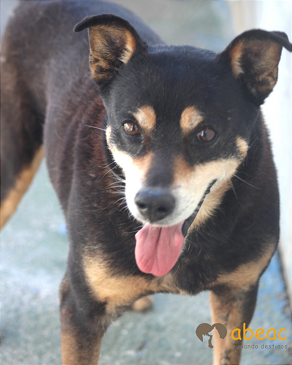 Dunga-300 Anjos - 10 anos