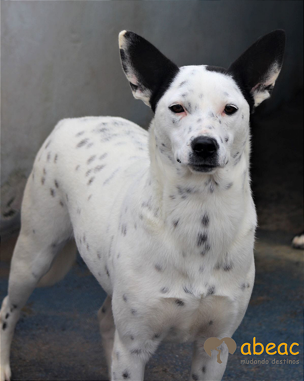 Duquesa-Sr. Claudio - 07 anos