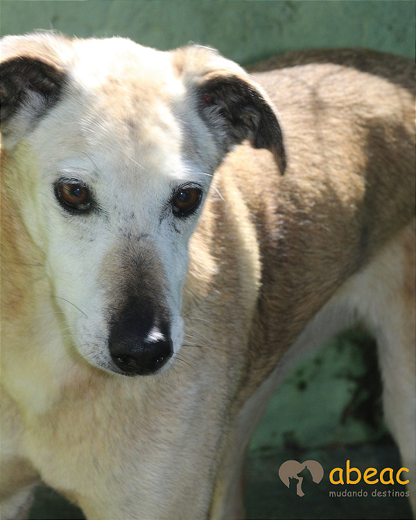 Esmeralda-Inês - 15 anos