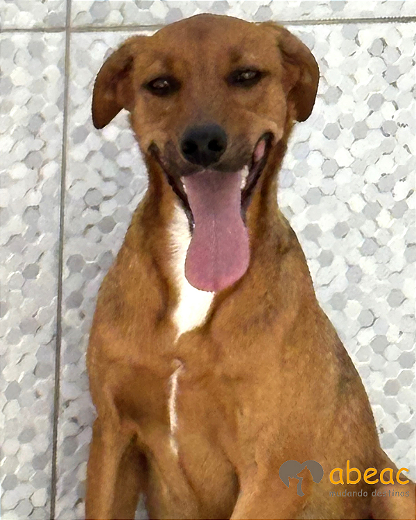 Lord-Safira - 02 anos