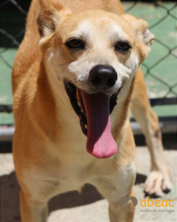 Lucky-300 Anjos - 10 anos