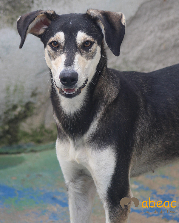 Mel-Caucaia - 04 anos