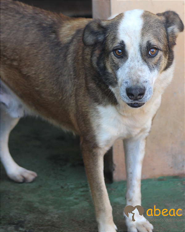 Morgan-300 Anjos - 11 anos