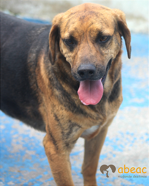 Ozzy-Bombom - 05 anos