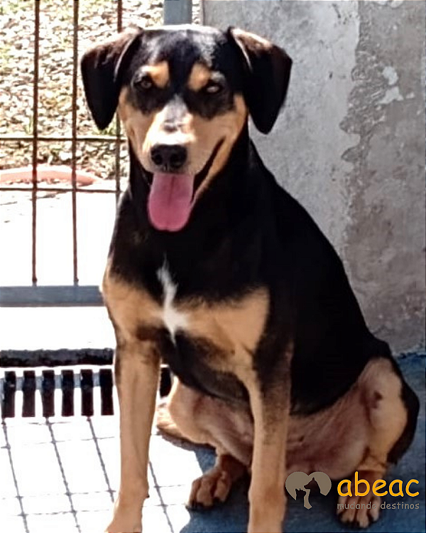 Pierre-300 Anjos - 08 anos