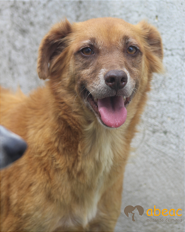 Toddy-Caucaia - 07 anos