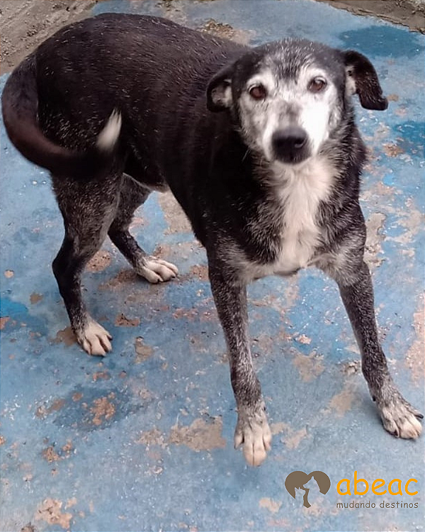 Tom-300 Anjos - 14 anos