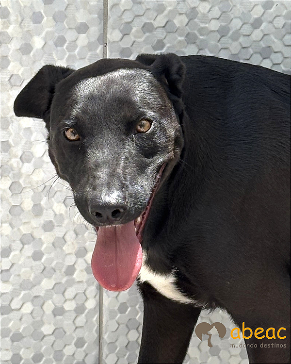 Bruce-Sasha - 03 anos