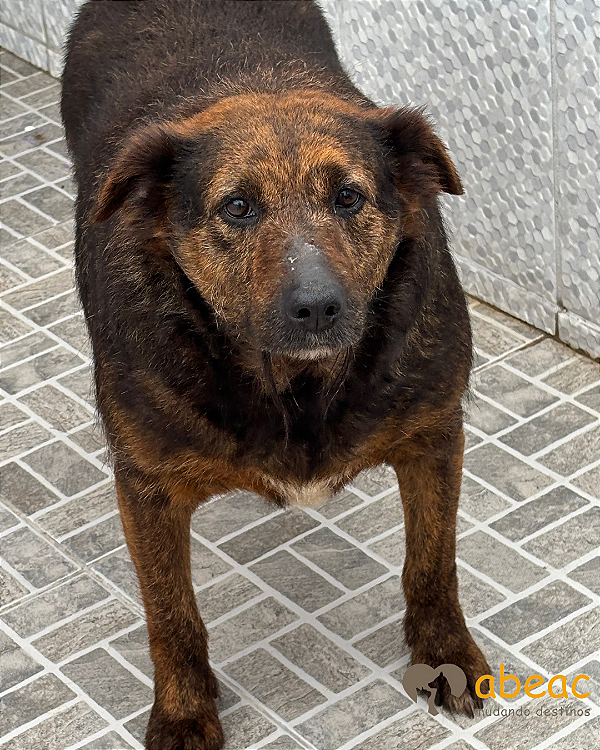 Diana-Mairiporã - 12 anos