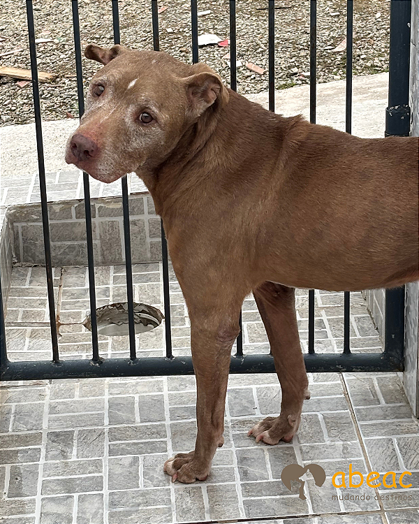 Dorotéia- Mairiporã - 13 anos