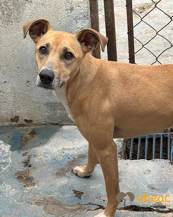 Lola-Mairiporã - 06 anos