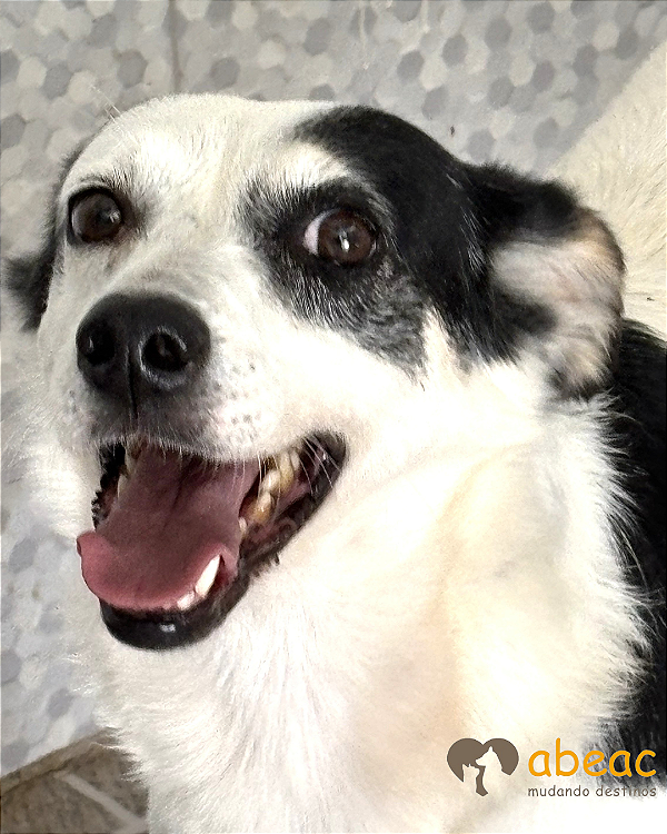 Panda-300 Anjos - 06 anos