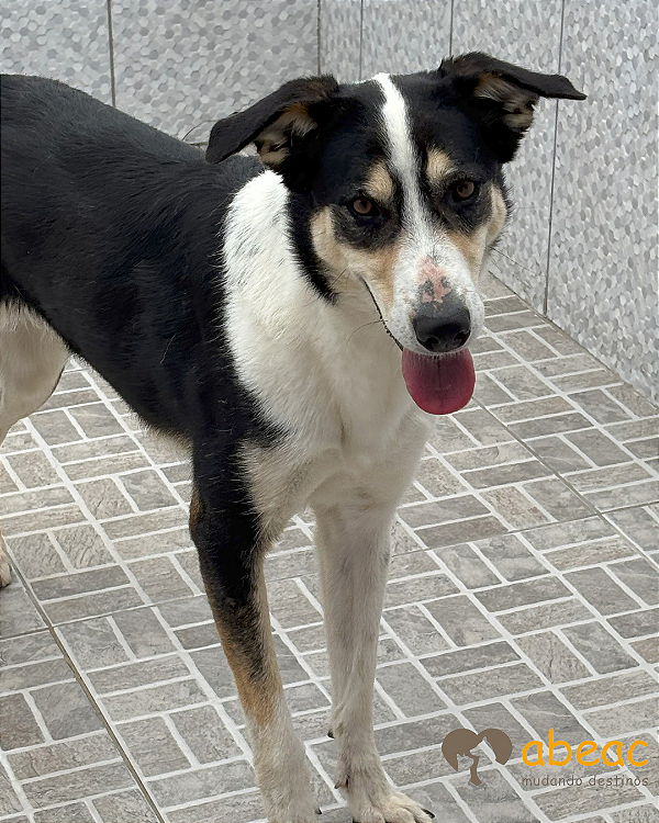 Serena-Mairiporã - 04 anos