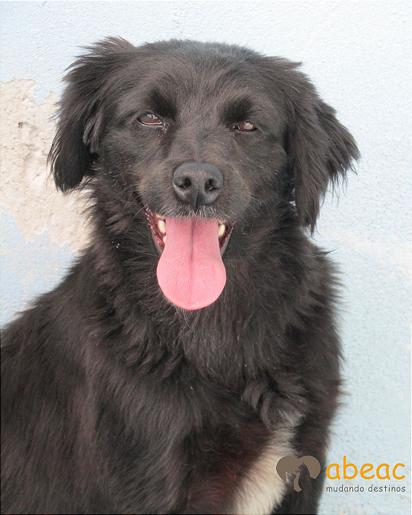 Vivi-300 Anjos - 14 anos