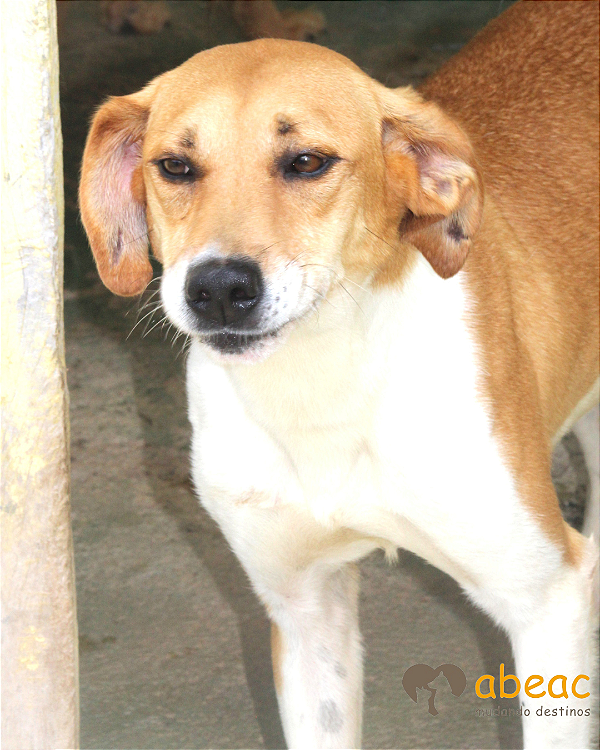 Willy-300 Anjos - 06 anos