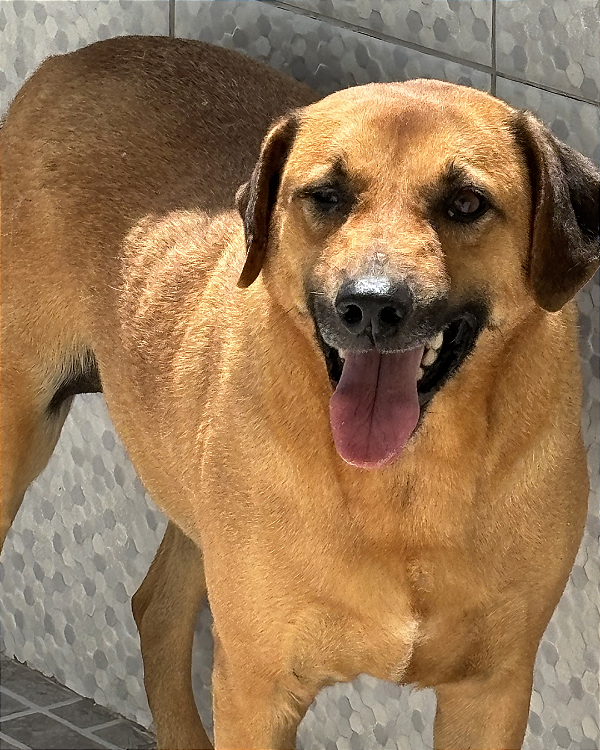 Barão-Amarula - 08 anos