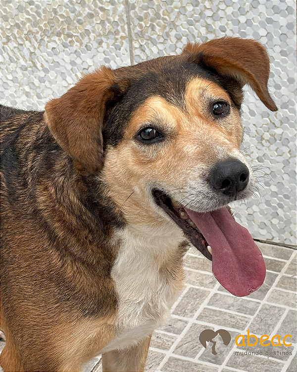 Barão-Mairiporã - 06 anos