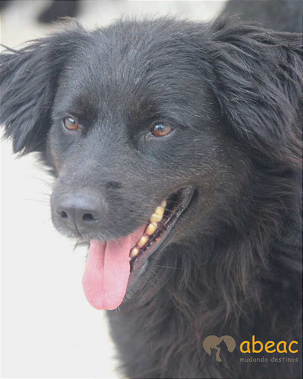 Bisteca-Rio - 06 anos