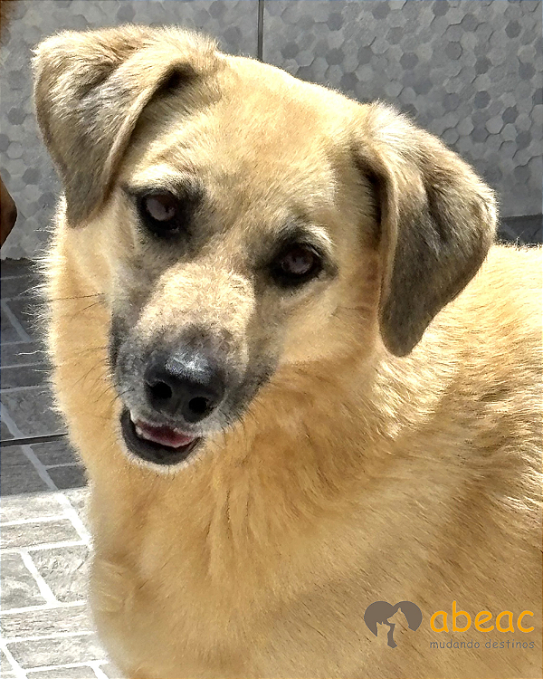 Bob-Amarula - 08 anos