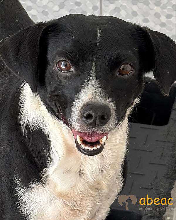 Diana-Embu - 07 anos