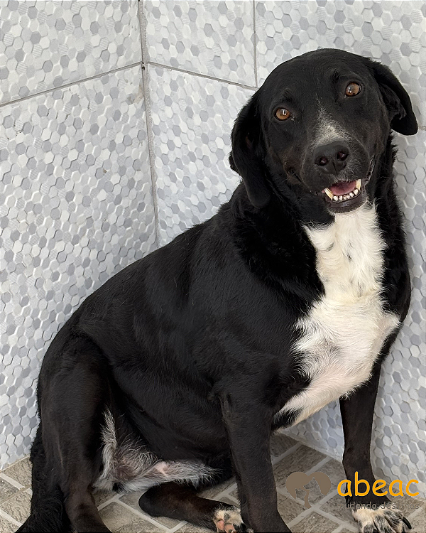 Dulce-300 Anjos - 06 anos