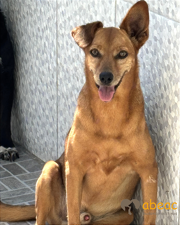 Ferrugem-300 Anjos - 10 anos