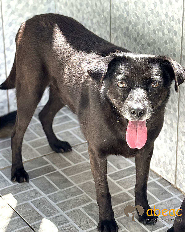 Jimmy-300 Anjos - 06 anos