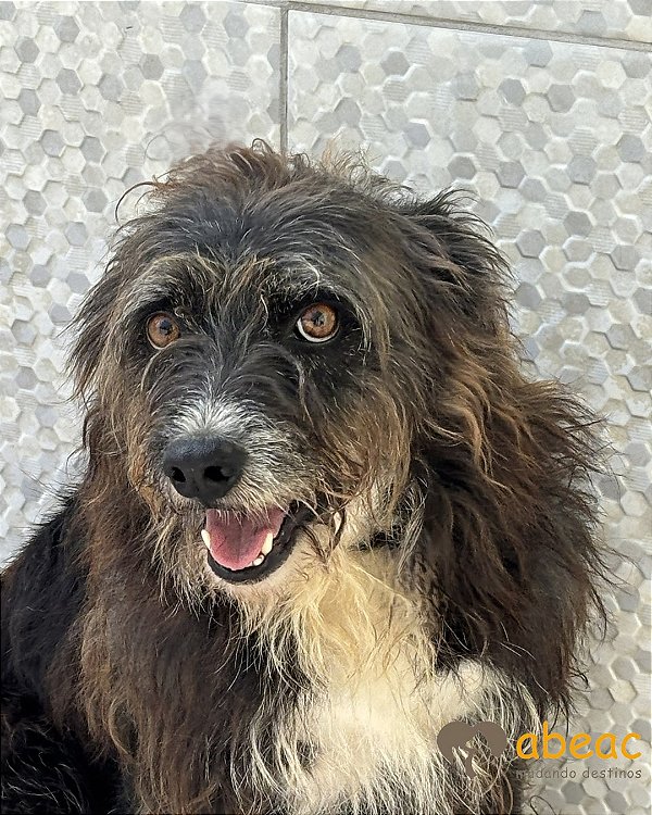 Joca-Mairiporã - 07 anos