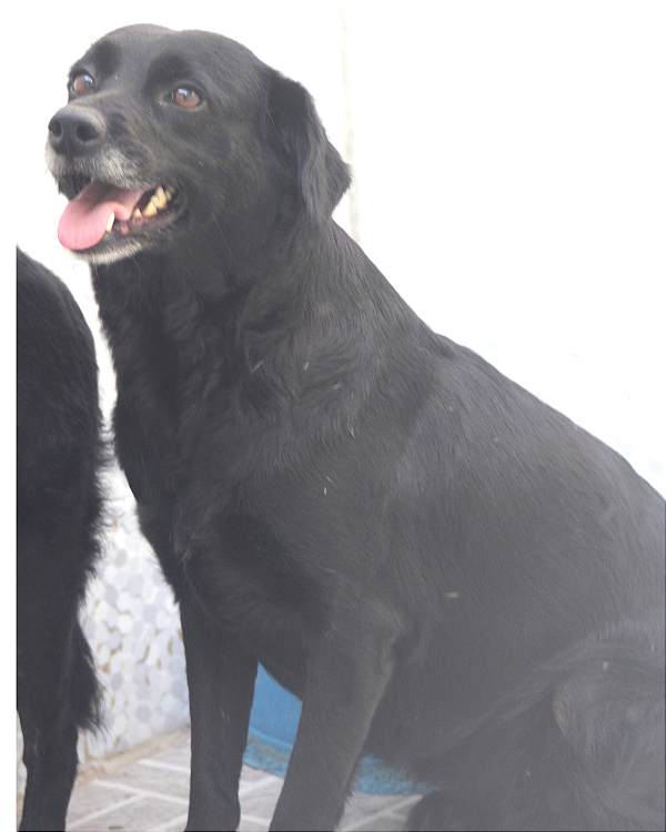 Luisa-300 Anjos - 06 anos