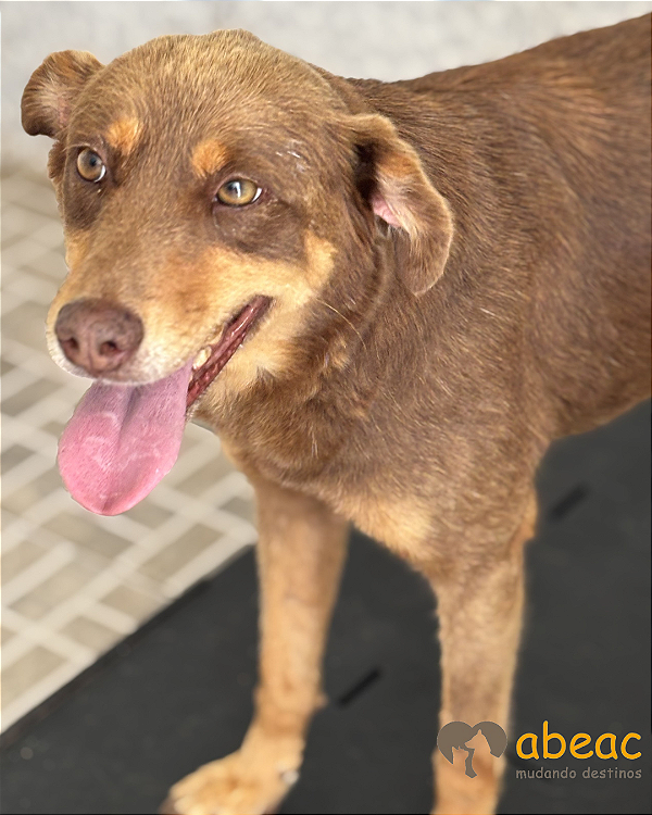 Nutela-300 Anjos - 08 anos