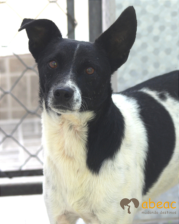 Pirata-Caucaia - 08 anos