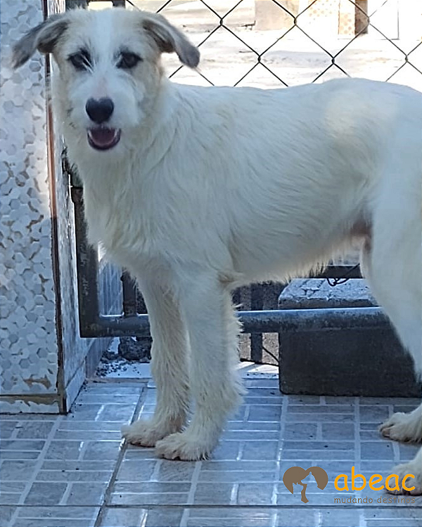 Snoopy-Caucaia - 02 anos