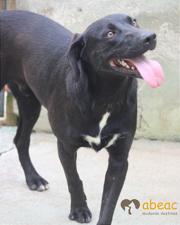 Tom-Betina - 04 anos