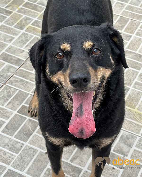 Vivi-Mairiporã - 06 anos - *APADRINHADA*