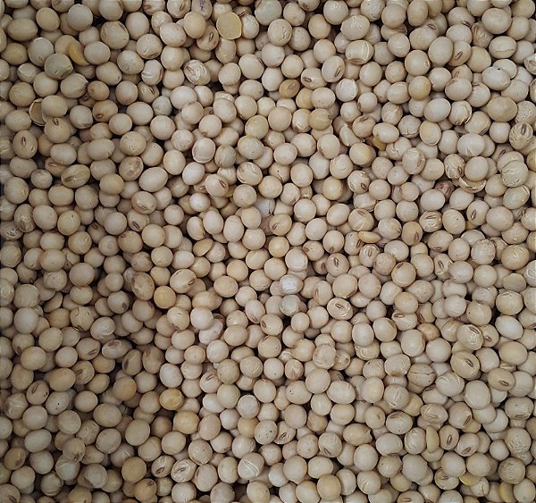 SOJA EM GRAO 100G