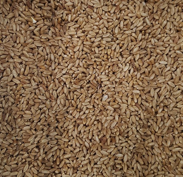 TRIGO EM GRAO 100G