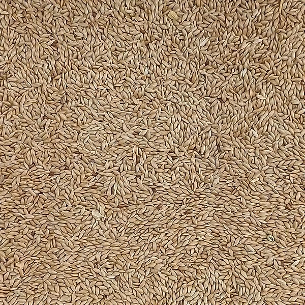 ALPISTE CANADENSE 100G