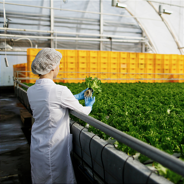 Consultoria SAP para Integração Industrial e Controle de Custos na Agroindústria | RAIZYS