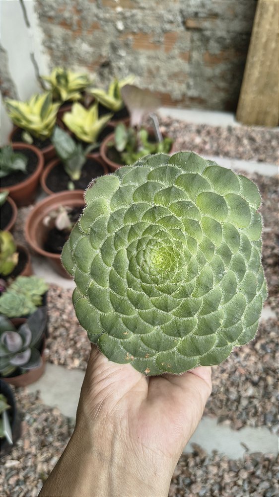 AEONUIM TABULIFORME POTE 9