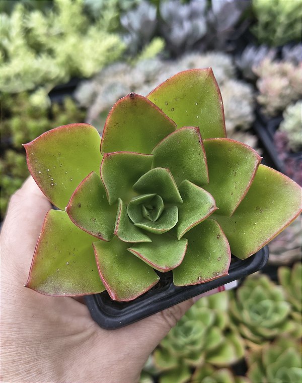 E. SEITEN BOTAN POTE 7