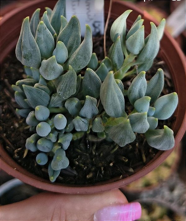 SENECIO CITRIFORMES ( GOTINHA DA FORTUNA) POTE 9