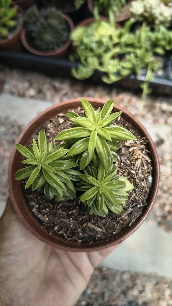 PEPEROMIA DOLABRIFORMES POTE 9