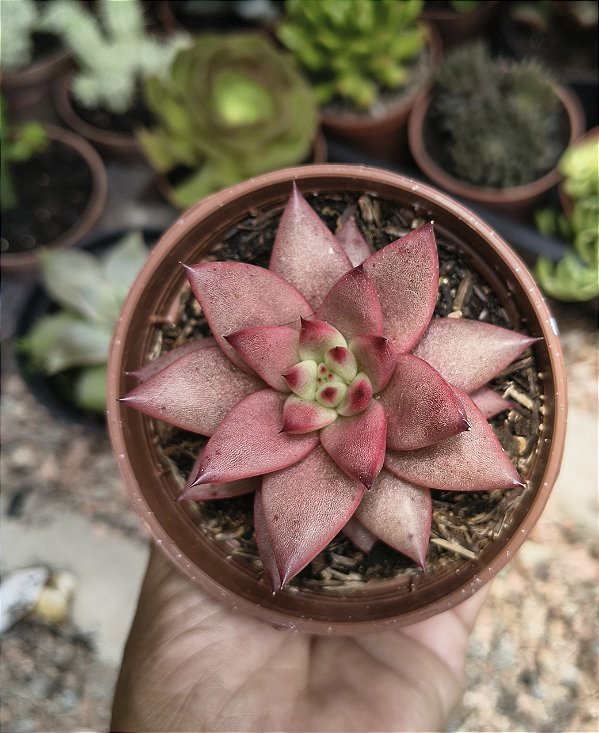 AGAVOIDE CELESTIA POTE 9