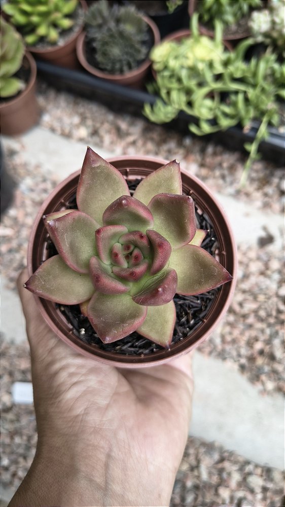 AGAVOIDE ANTARES POTE 9