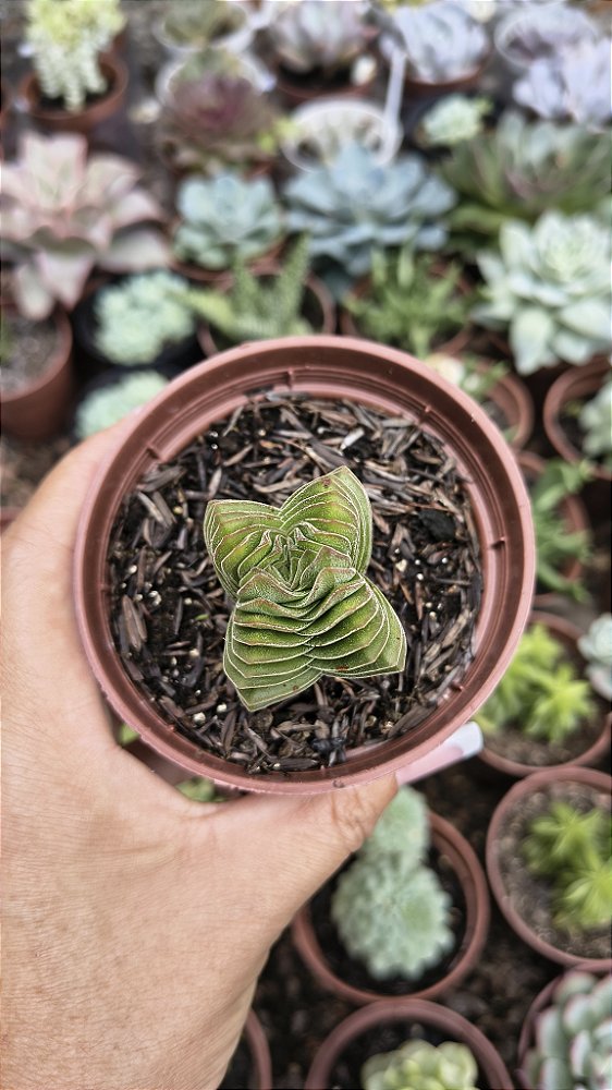 TEMPLO DE BUDA POTE 9