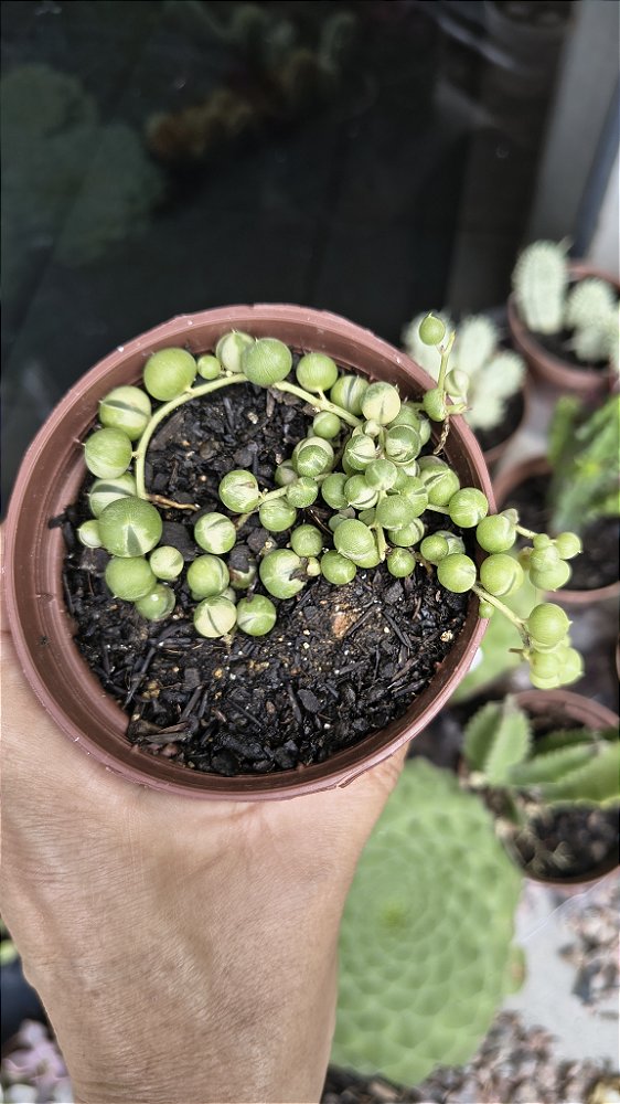 COLAR DE PÉROLAS VARIEGATA POTE 9