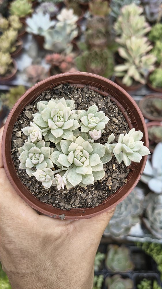 E. PROLIFICA VARIEGATA POTE 9
