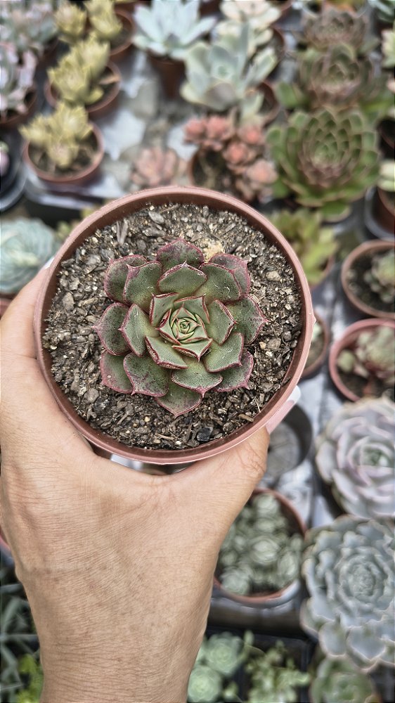 E. LONGISSIMA POTE 9