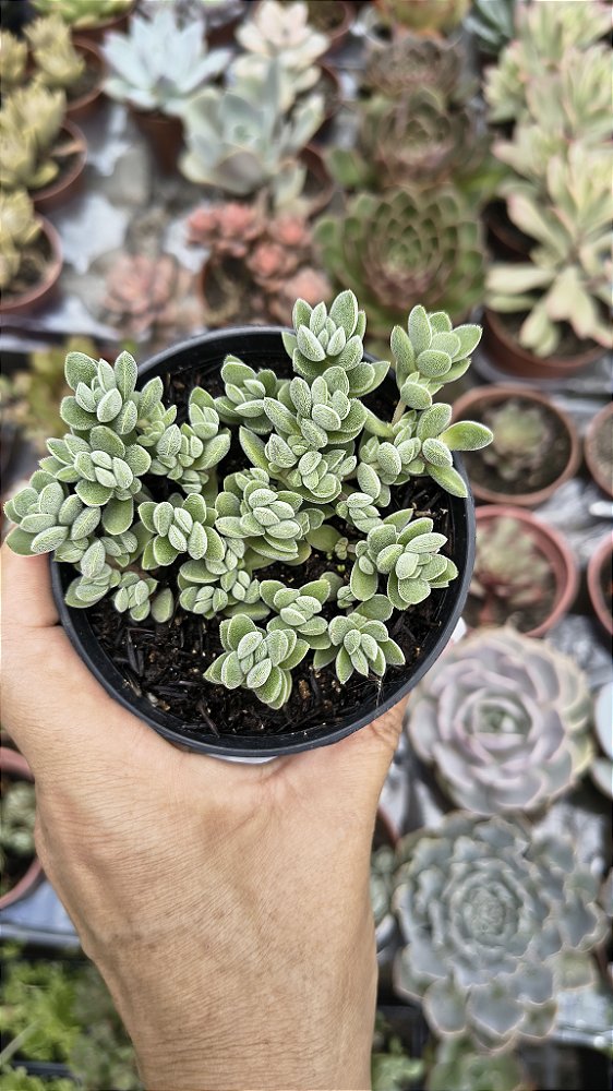 CRASSULA LANUGINOSA POTE 9